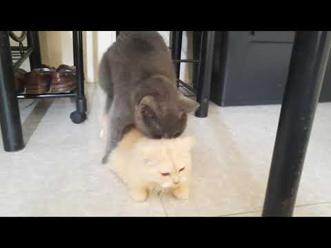 How Persian Cats mate? | First Mating