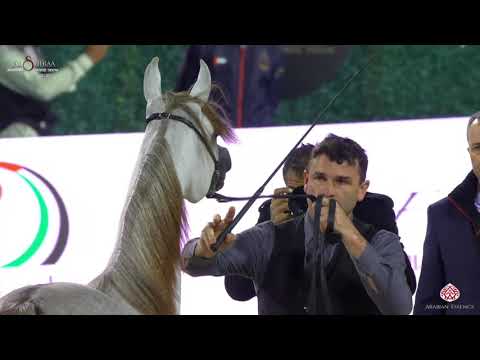 N 213 KA NISHAN   Al Shiraa International Arabian Horse Show 2020