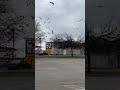 SEAGULLS IN THE PARKING LOT SHORTS