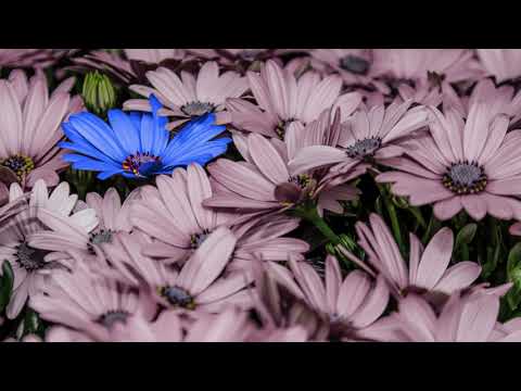 Ram Dass – Here and Now – Ep. 165 – Innocence, Lightness