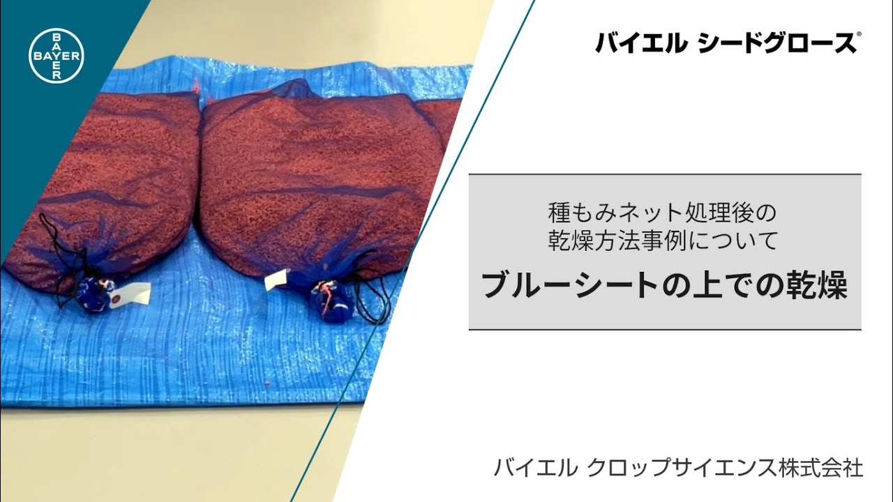 【水稲種子処理】種もみネット処理後、ブルーシート上で乾燥させる場合の有効事例