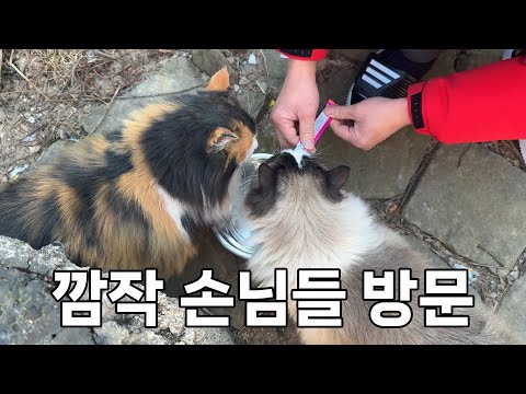 산골짜기 동계 훈련으로 강인해진 고양이들, 깜짝 손님들의 방문에 반응은?