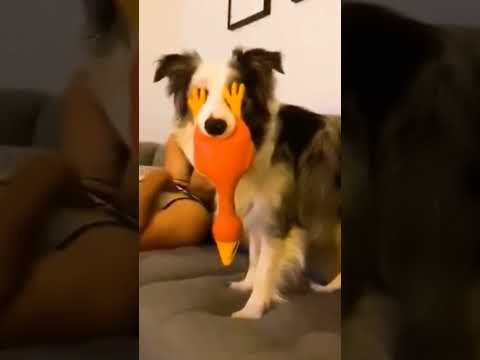 Animals fun unlimited free time 😜🤣