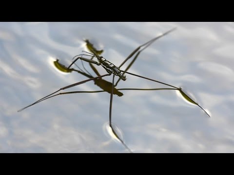 Water strider - walking on water