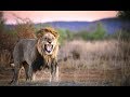 Madikwe Reserve South Africa Overview