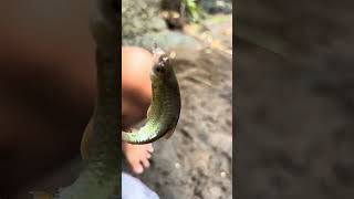 Download lagu Wader Babon! #waderbabon #waderparifish #waderman #waderfish #wader #nyalian #Benyalian #wayanyasa mp3