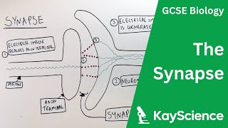 Synapse | Neurones | GCSE Biology (9-1) | kayscience.com