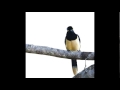 About Wayne - Riverside (Official Audio) 