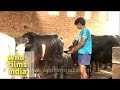 Baby Calf Forcibly Taken Away While Suckling Mommy S Milk