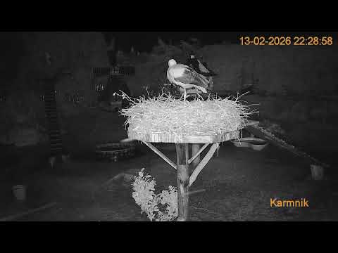Gniazdo Bocianie pod Sokółką - 13.02.2026.