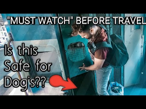 download lagu mp3 mp4 How Can I Travel With My Dog In Train, download lagu How Can I Travel With My Dog In Train gratis, unduh video klip How Can I Travel With My Dog In Train
