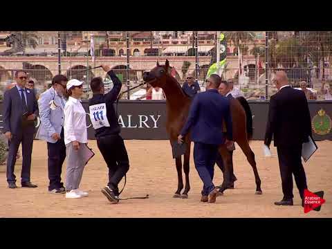 N.111 MICHELANGELO REGALIS - Menton 2018 - Yearling Colts (Class 6B)