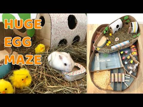 HUGE Egg Maze for Hamster | 2-Level Egg Maze