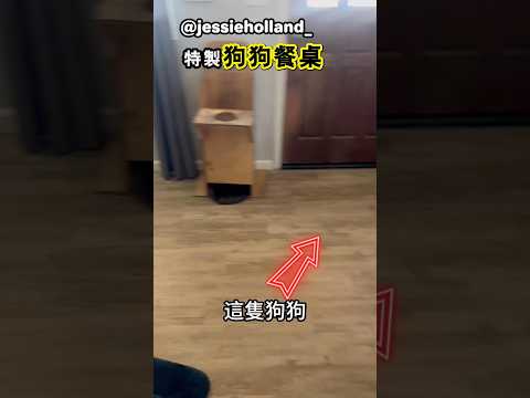 為什麼要狗狗坐進餐桌裡面吃