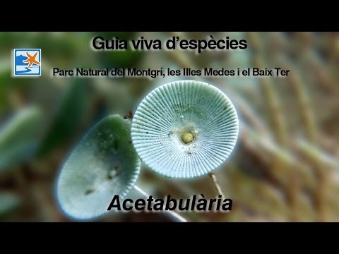 Acetabularia acetabulum