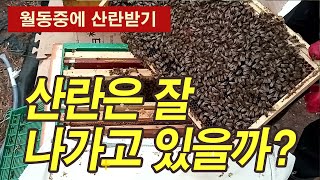 월동없이 벌 키우기 실험군, 산란은 잘 나가고 있을까?