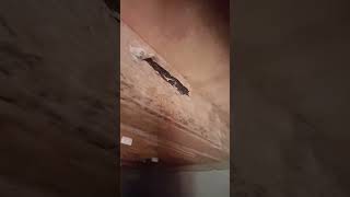 Download lagu Kontrol RBw usia 1 tahun 9 bulan mp3