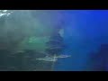 Water World Water Under Water Fish Tank Ceylonpethouse8403