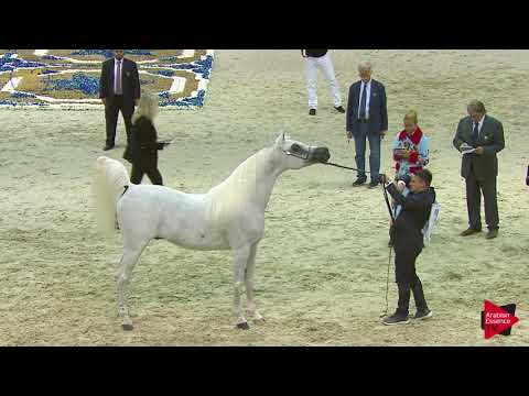 N.207 NASSER FANA - Dubai 2019 - Stallions 7-9 years old