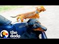 Paralyzed Dachshund Doesn T Let Anything Stop Him From Running The Dodo