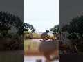 Morning Yoga Jackline Fernando S