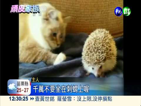 好奇坐刺蝟 貓咪痛到瞬間彈開