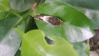 @live#live#anakan_ulat_jerukSunkist✅🐛🐛🐛🐛🐛#ulatJerukSunkist(tabulapot)✅#selasa05agustus2025_soreHari✅