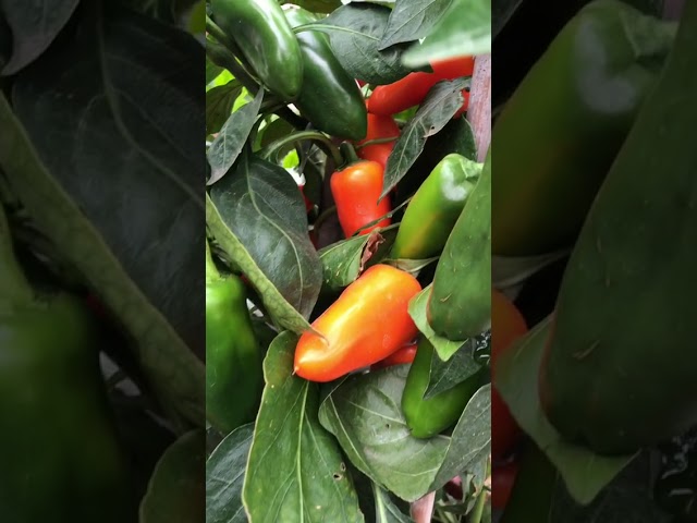 Стандарт поставки видео №1 Перец сладкий F1 Апельсин 