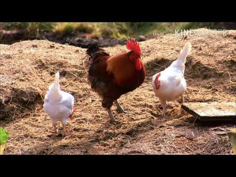 Moda de Viola, Músicas Caipiras e Sertanejo Raiz - Imagens da Roça Volume 18