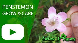 Penstemon - grow & care (Beardtongues)