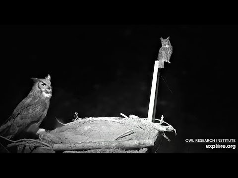 Great-horned Owl Duet at Charlo 2019 11 08 00 34 23 614