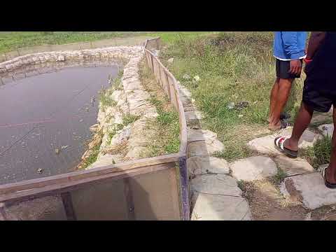 culturing African Arowana  at jabi lake view