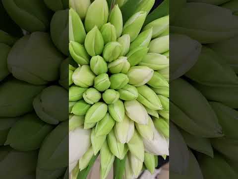 Kytice 100 bílých tulipánů - Florea.cz