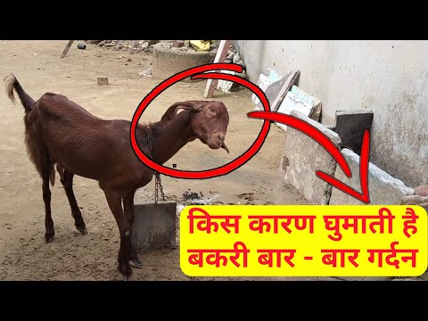 If the goat repeatedly moves its neck up and down, it may be suffering from this disease 😱 | Vet ...