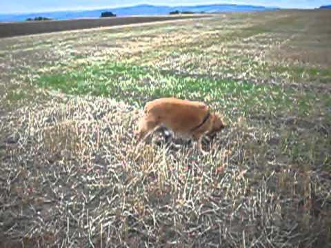 Bruno an der Babisnauer Pappel am 2. September 2012.AVI