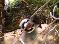 Birding Slovakia - Dendrocopos leucotos - White ...