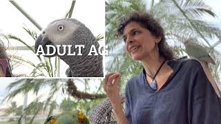 Can You Tell A #Parrot Age? Clues To Look For #parrot_bliss #africangrey #caique #macaw
