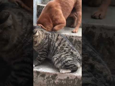 Cats don’t hate dogs for nothing #cat #cats #funny #foryou #fyp