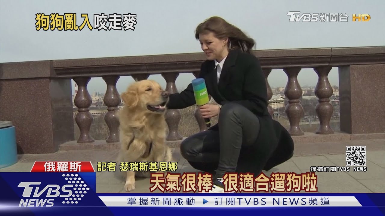 黃金獵犬亂入戶外播報 咬走女記者的麥克風