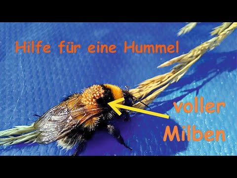 Hilfe für eine Hummel mit zahlreichen Milben.