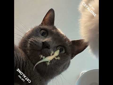 CAT ALONE - Cat Toy Video