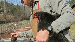 Treating a Chicken’s Infection (cuz it’s my fault).