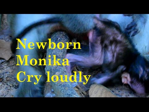 Welcome Newborn Monika, Monika cry loudly cos mom do bad drag, Monkey Region Live