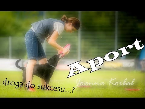 Aport - jak nauczyć psa przynoszenia zabawek?