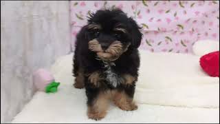 ハーフ犬の動画01