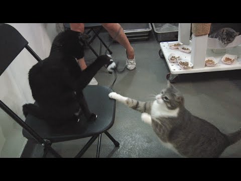 PURRfect Go-Fur-It Cat Toy Video