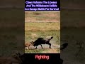 Lioness V S Wildebeest Wildlife Animals Lion Trending Shorts