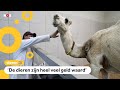 Dit is het grootste kamelenziekenhuis ter wereld