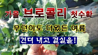 [텃밭농부 2,116]  가을 브로콜리 첫수확. #브로콜리재배