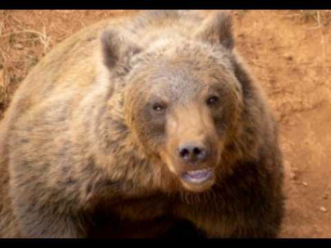 23 Minutes Of Scary Bear Attacks To Make You Lock Your Windows